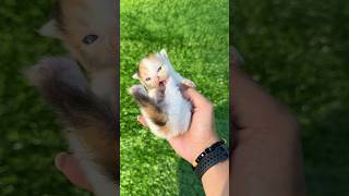 Proof that a kitten has 9 lives #catvideos #cat #kitten #cutecat #kucing