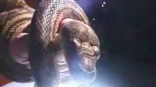 Bruce and Sheila Downunder - Bruce wrestles a python in a bedroom Net Worth