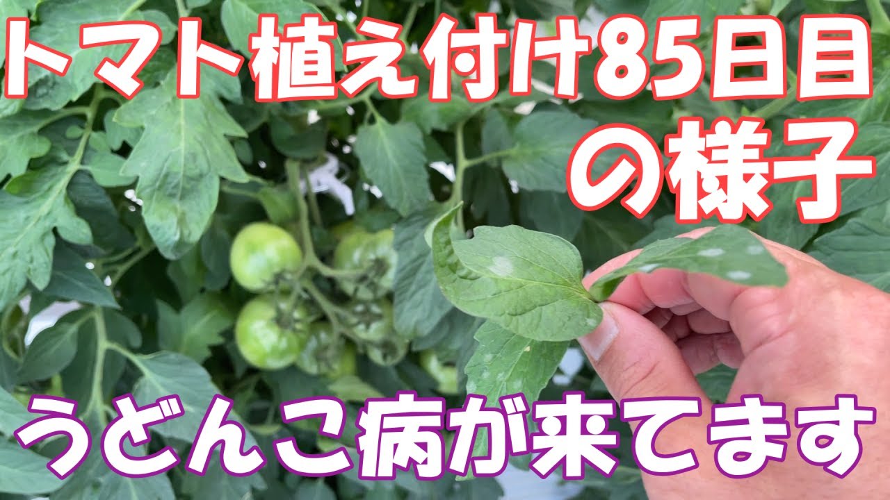 第二 病気 うどんこ病襲来 トマト栽培85日目の様子 Youtube