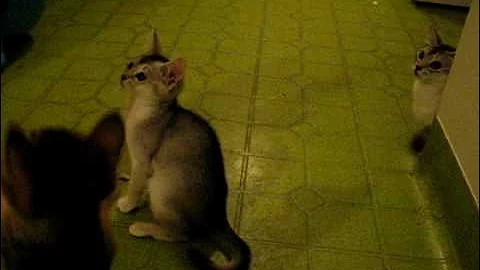 Video 1335961: abyssinian kitten, silver abyssinian, black abyssinian