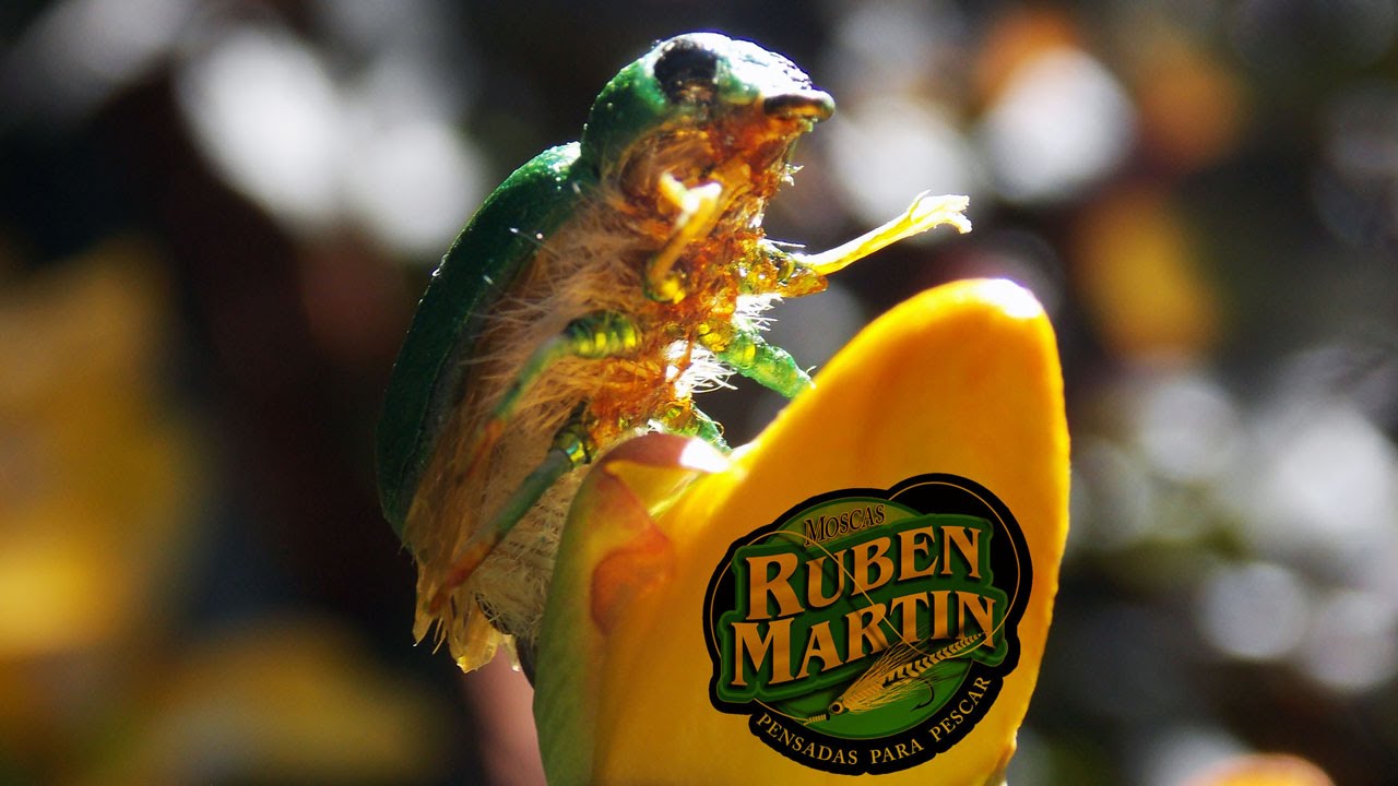 San Juan beetle quick realistic fly tying instructions by Ruben Martin