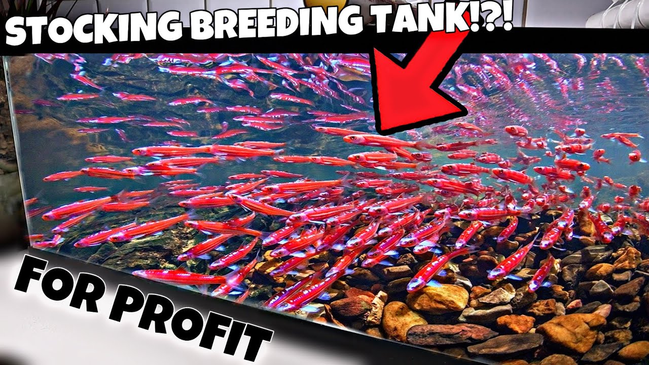 Breeding Rainbow Shiners For Profit ($50 Investment) 