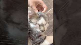 Pishis Liberty Will Not Be Threatened