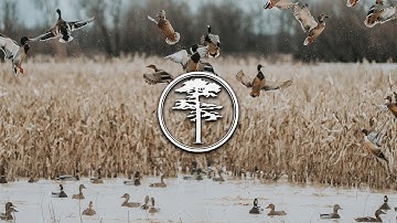 Duck Hunting- Duck Food Plots and Managing Duck Property