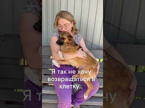 Фенечка очень ждёт семью, она как дитя, готова быть на ручках бесконечно🫶