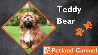 Tail Wagging Wonders: Teddy Bear Breed