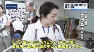新たな飼い主探し　福島の警戒区域内の猫が出産