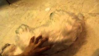 Xiao Q The Westie 3Y4M Tickle 3