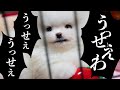 【替え歌】ポメラニアンのうっせぇわ歌ってみた