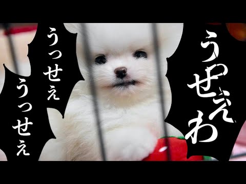 【替え歌】ポメラニアンのうっせぇわ歌ってみた