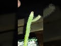نبتة كاكتوس جديدة Cactus Cachorro Plants نبتة كاكتوس جديدة Cactus Cachorro Plants