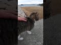 撫でると甘えてくる野良猫、最後はカメラに抱きつく