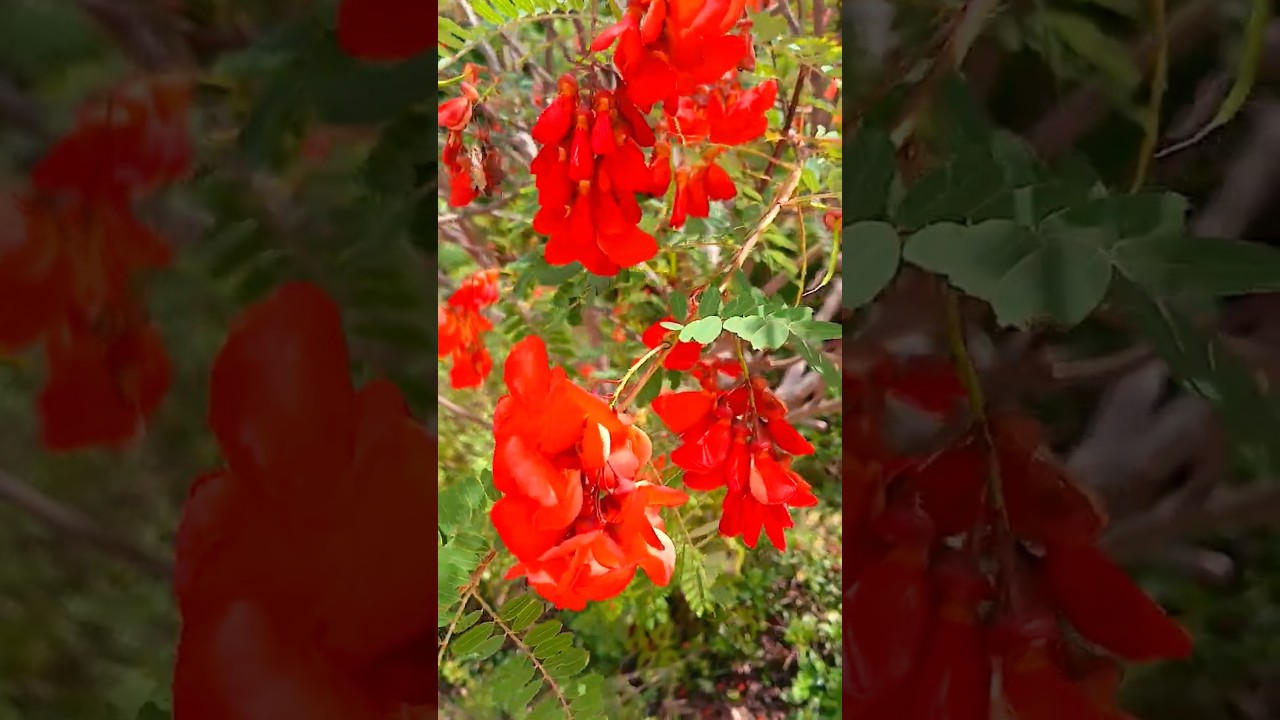 Beautiful Flowers Sesbania grandiflora, or agati, vegetable hummingbird, or West Indian pea 🌼