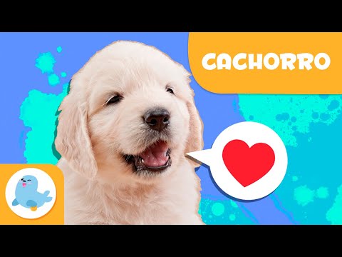 CACHORRO 🐶 Animais para crianças 🏡 Episódio 15