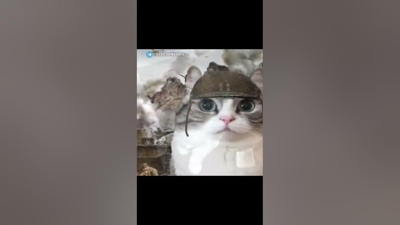 Вьетнамские флешбеки #комару #komaru #кошка #милота #смешно #юмор # ...