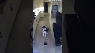 This Dog Refused to Eat until 🥺