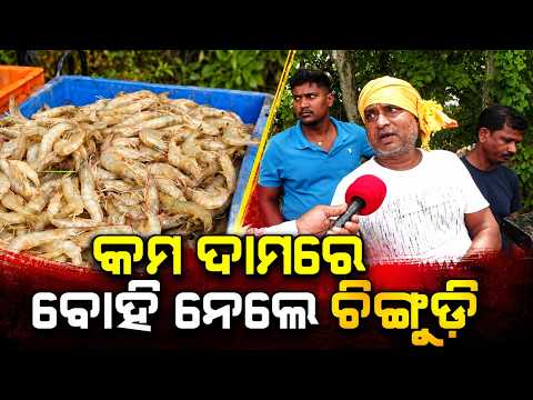 Aftermath Of Odisha Flood: Fish Farmers In Balasore Forced To Sell Stock At Low Prices | Argus News