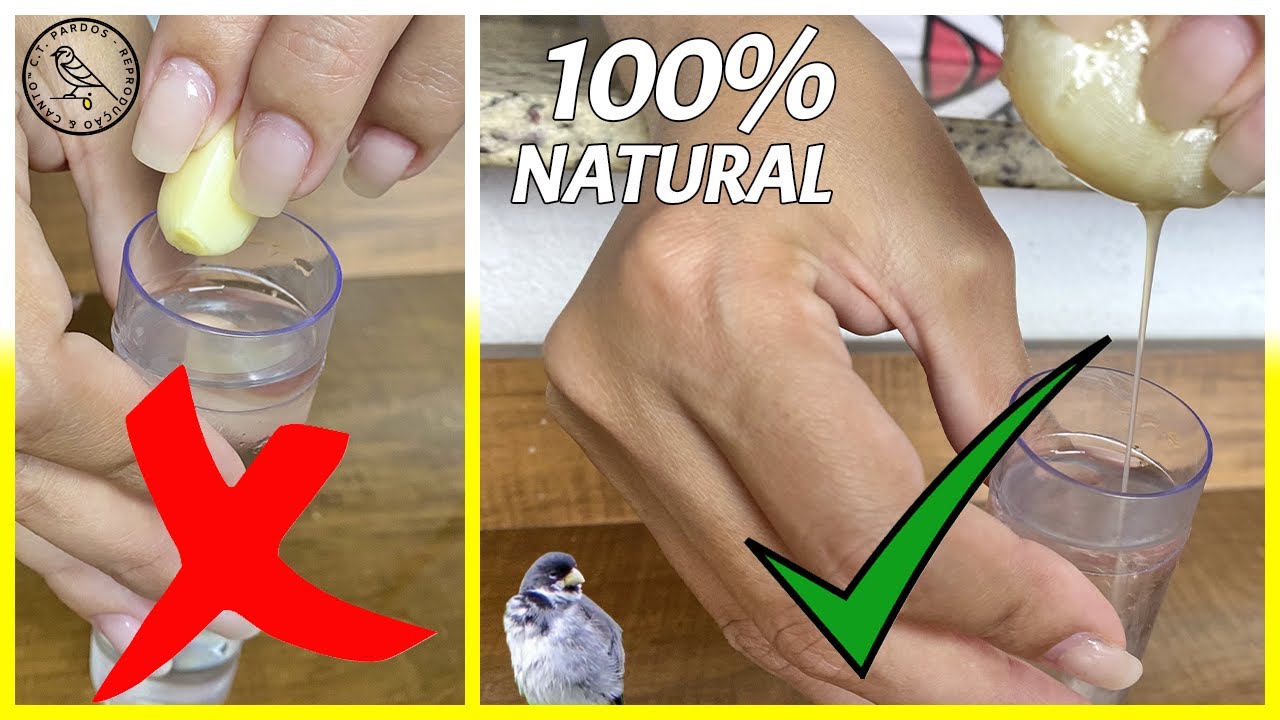 RECEITA 100% CASEIRA PRA SEU PAPA CAPIM DOENTE SEU COLEIRO VAI VOLTAR A CANTAR RÁPIDO