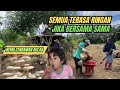 Rebus singkong nemu tendawan bulan saat bersihkan kebun