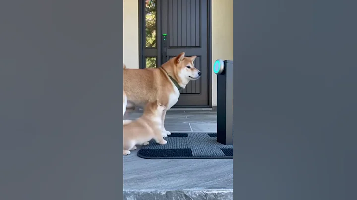 柴犬の親子が見せる愛らしい瞬間