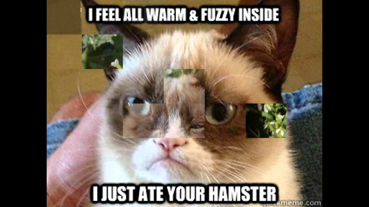 grumpy cat memes - YouTube