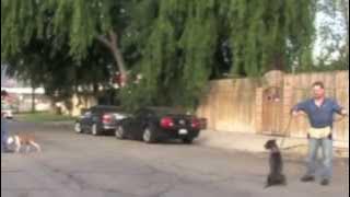 Download lagu Leilee with another dog on street