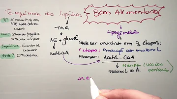 O que ocorre com o metabolismo de lipídios durante o estado de jejum?