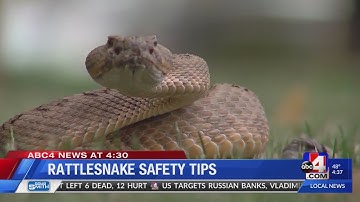 Rattlesnake Safety
