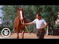 Буденновские кони. Документальный фильм (1973)