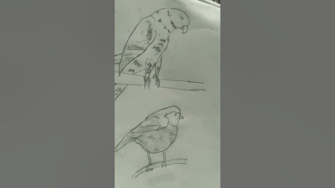 drawing birds. YouTube
