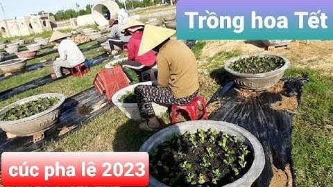 Rằm tháng 7 xuống giống cúc pha lê chậu 7 chậu 6 chậu 1m