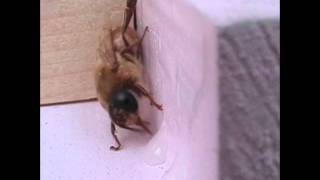 Keepin It Green: The Bee
