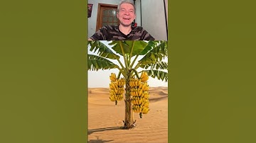 Monkey saved the banana tree from drying up by watering it 😭 #ai #save #tree #monkey