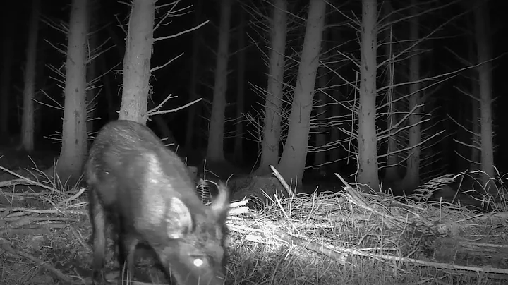 Wild Boar Passing by Trail Camera - Forest Of Dean