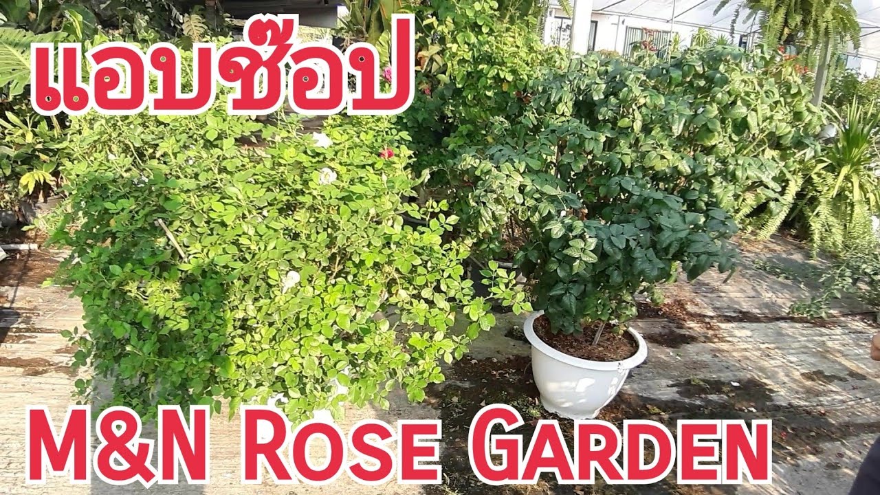 พาชมสวนกุหลาบข้างบ้าน 325 แอบช๊อปที่สวน N&N rose garden กุหลาบแรล์ต้องสวนนี้จ้า