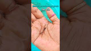 Blue dragon male guppy fish growth time lapse #fishshorts #guppyfish #shortsfeed #ytshorts