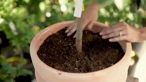 Growing Citrus in Containers with Kathleen