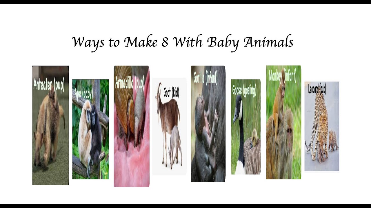 Fun With Numbers by Adding Ways to Make 8 With Baby Animals 1 YouTube
