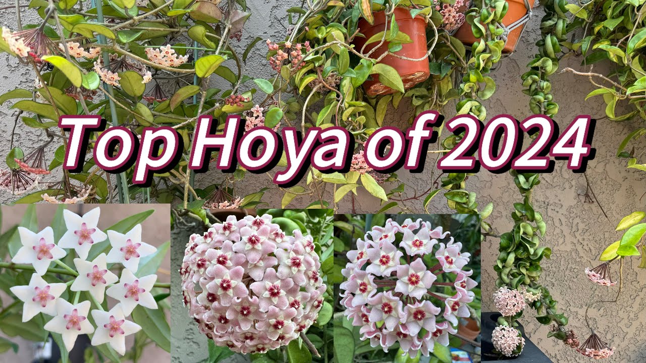 Hoya blooms of 2024.