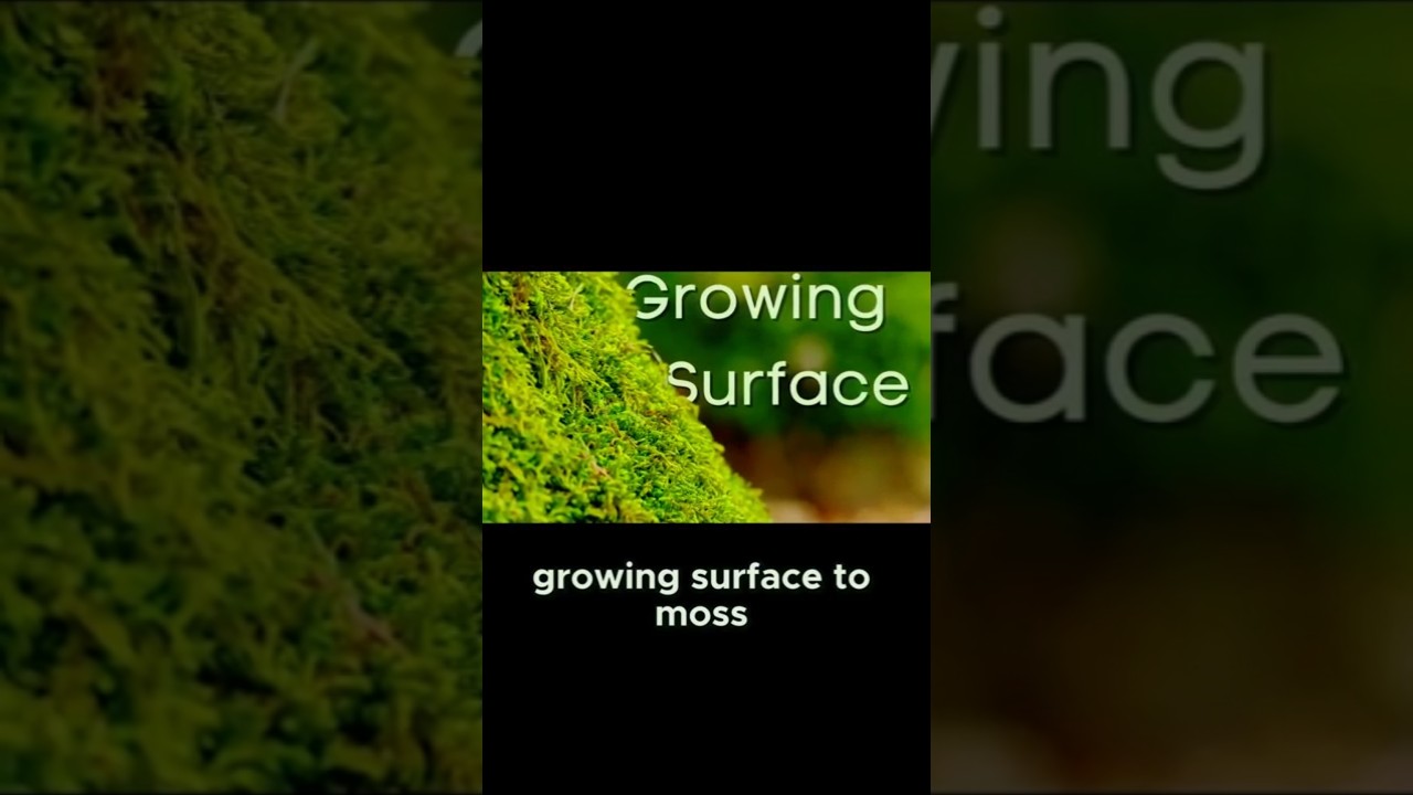 Мох любит определенные текстуры