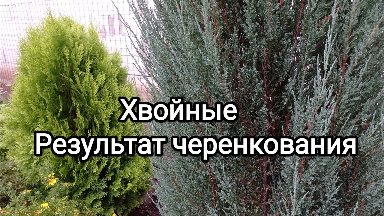 Черенкование можжевельника,туи,🌱результат укоренения бюджетным укоренителем 👍🙂