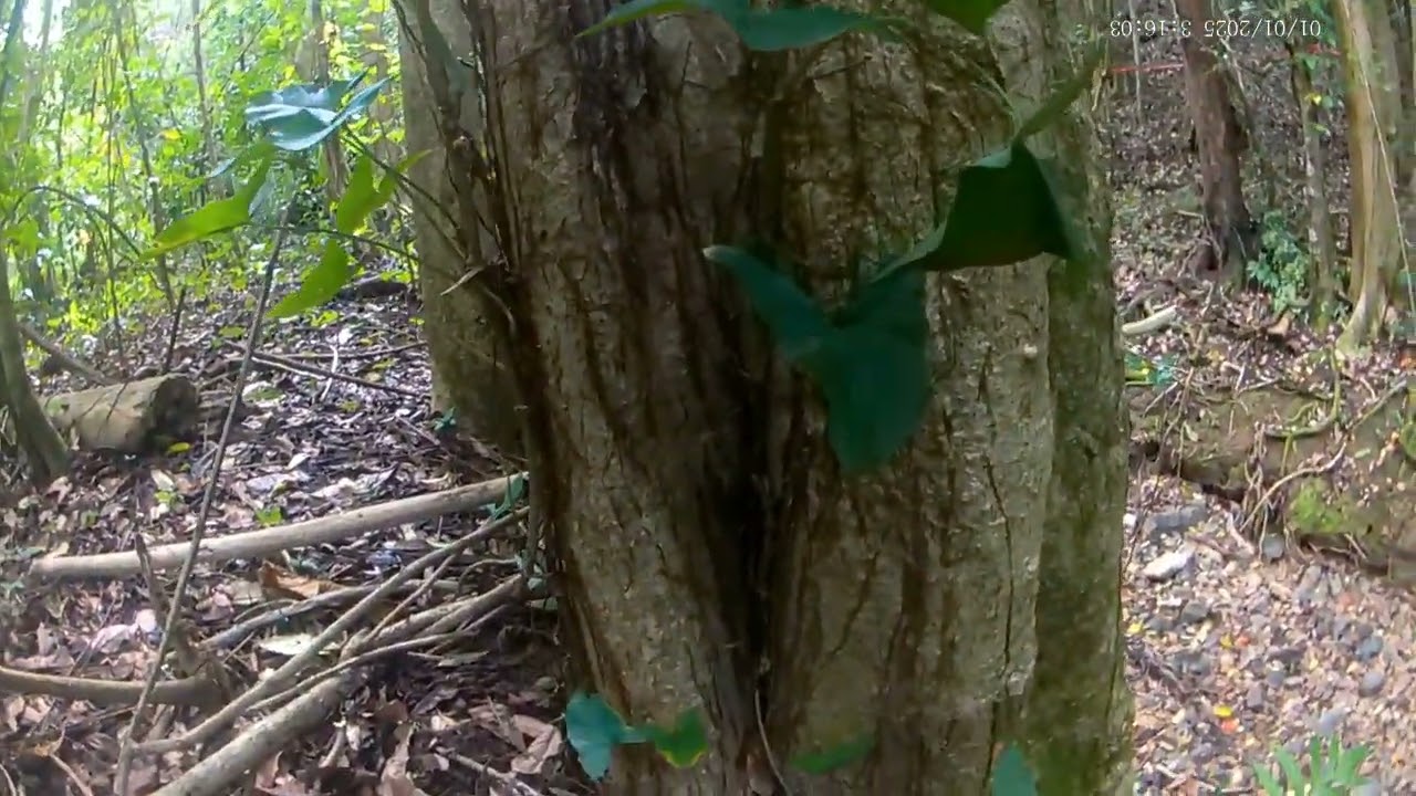 3# OP. SMILE CHRISTMAS evento beneficio