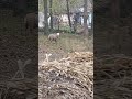 сусідні барани залізли на город #вівці #барани #сільськегосподарство #село