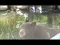 Bear cools off in koi pond
