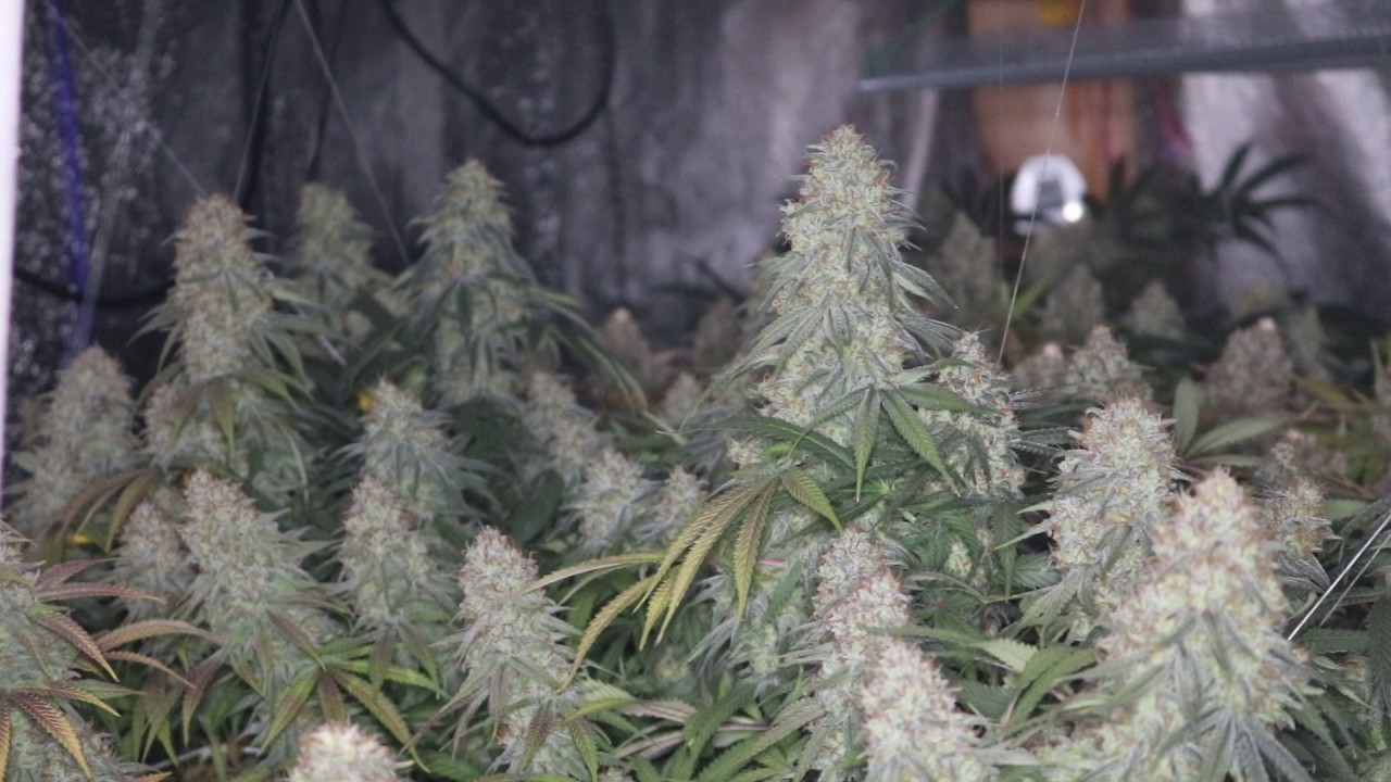 GROW SEASON 7 ( 8 WEEKS FLOWER ) PLATINUM LED, REMO NUTRIENTS, MAMMOTH P,