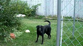 Mya and her found toy.AVI