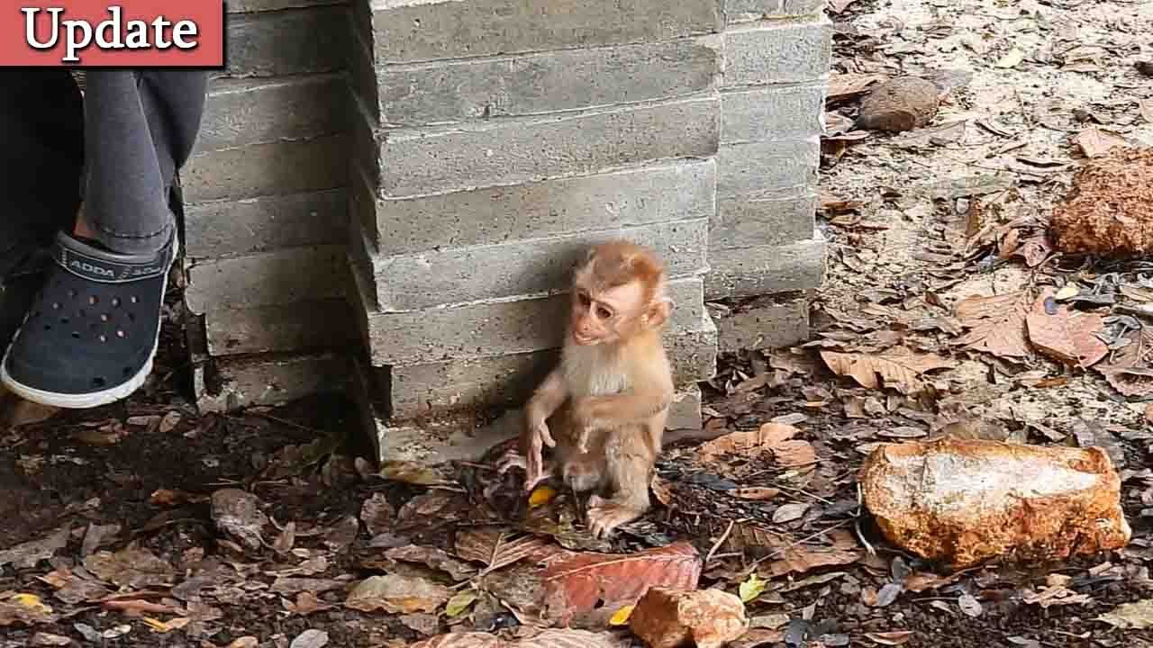 Lonely life! Poor orphan baby monkey get very hungry milk and feel not safety