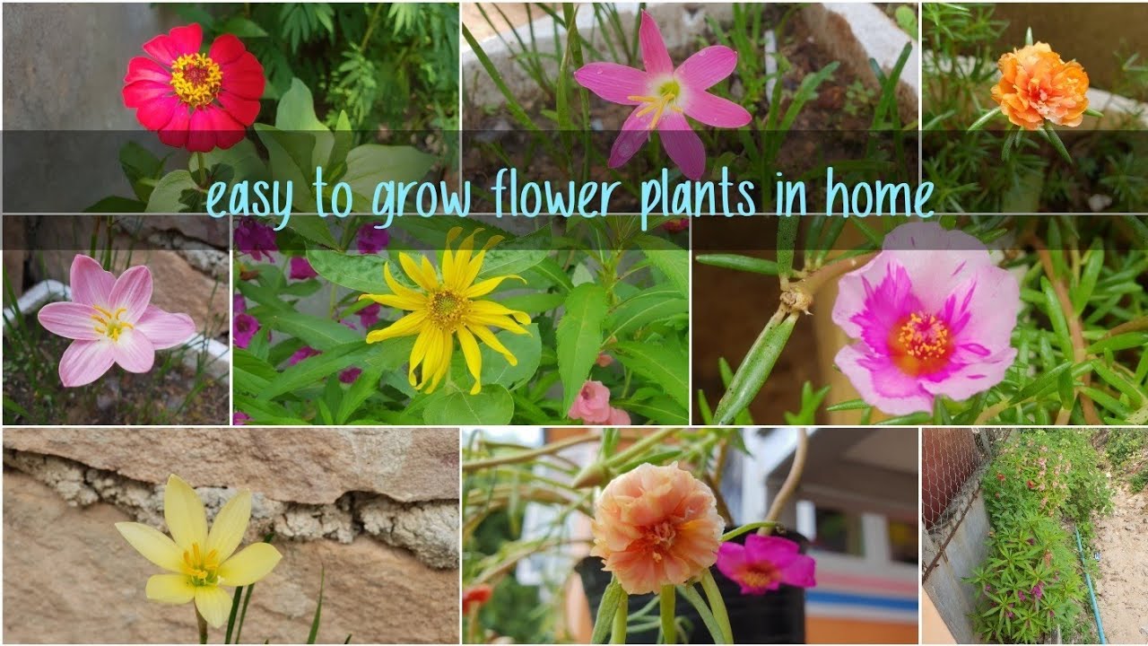 This is flower easy to grow flower plants in home YouTube