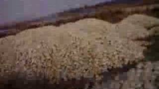 Natural White Pebbles/cobbles Stock