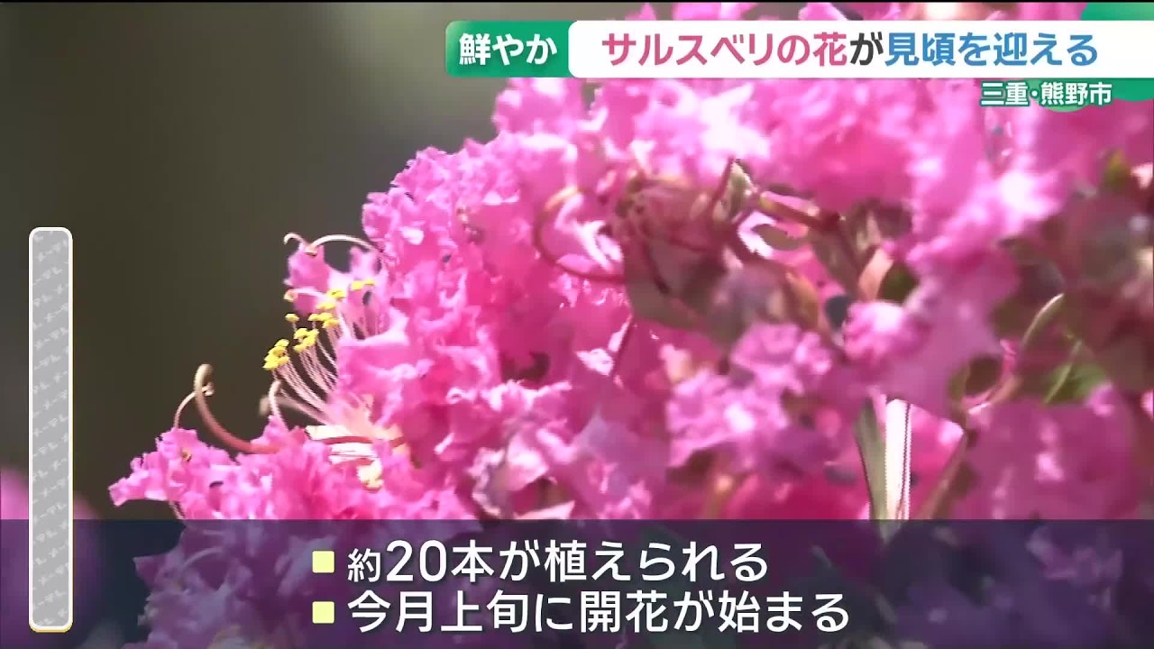 サルスベリの花が見頃 長い間花を咲かせ「百日紅」とも呼ばれる 三重